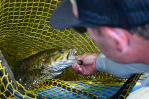 smallmouth bass in net