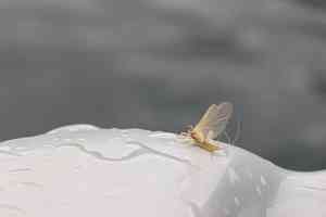 pale morning dun - pmd mayfly