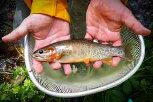 hayden creek cutthroat trout