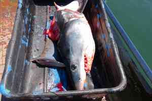 A mako shark chopped up and ready for the landfill, a of the (now defunct) Star Island Marina (Montauk, NY) Shark Tournament 2017