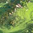 california toxic algae