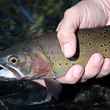 Native Cutthroat Trout