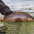 uk brown trout could be gone by 2080