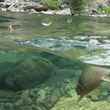 Cutthroat Trout North Fork Blackfoot River