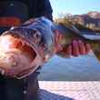 A non-native Columbia River walleye with a partially digested fish in its mouth