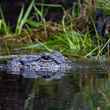 An alligator in the Okefenokee National Wildlife Refuge