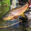 brown trout | fly fishing