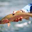 rainbow trout perdigon nymph