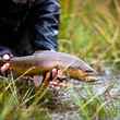 rio blanco brown trout | patagonia | chile