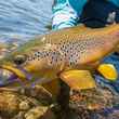 large brown trout