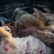 Coyote bodies after a wildlife killing contest in Salmon, Idaho