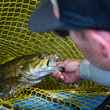 smallmouth bass in net