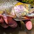 how to catch unique cutthroat trout colorado fishing planet 2017