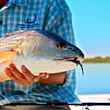 Redfish Sun Shine