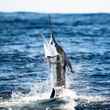 striped marlin jumping