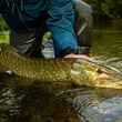 slovenia pike - unica river - fly fishing in slovenia