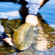 patagonia brown trout