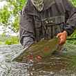 savan river rainbow trout - Kamchatka, Russia