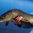 5 dry flies for catching backcountry trout