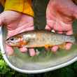 hayden creek cutthroat trout