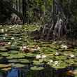 okefenokee swamp