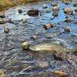 Chinook salmon spotted in an upper Klamath River tributary