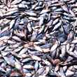 Menhaden Harvest