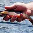 Maine native brook trout.