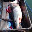 A mako shark chopped up and ready for the landfill, a of the (now defunct) Star Island Marina (Montauk, NY) Shark Tournament 2017