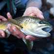 An early spring brown trout from Pennsylvania's Lehigh River.