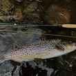brown trout caught on dry fly