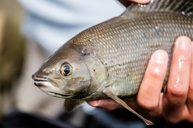 The arctic grayling. Arctic Grayling