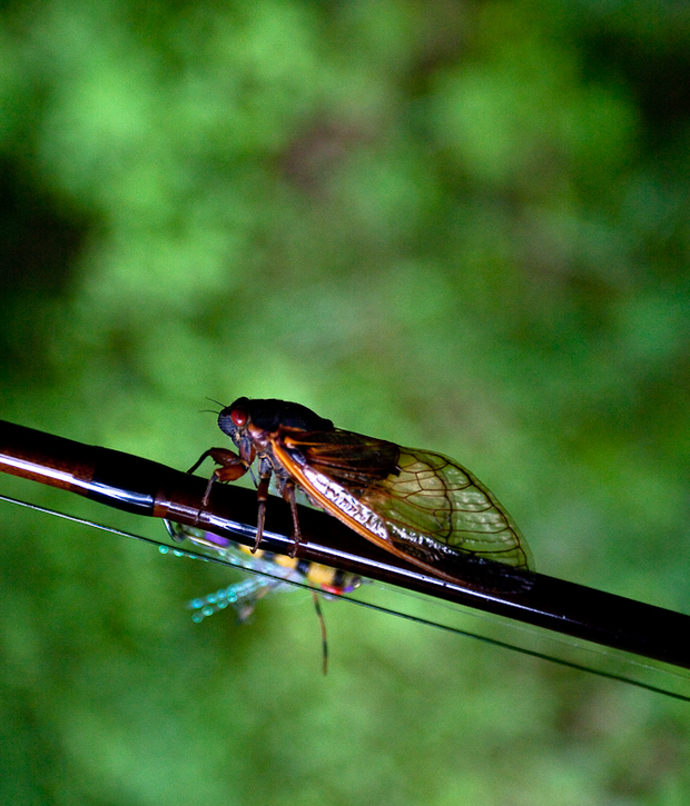 The Brood II cicada, or magicicada. Magicicada and cicada fly.
