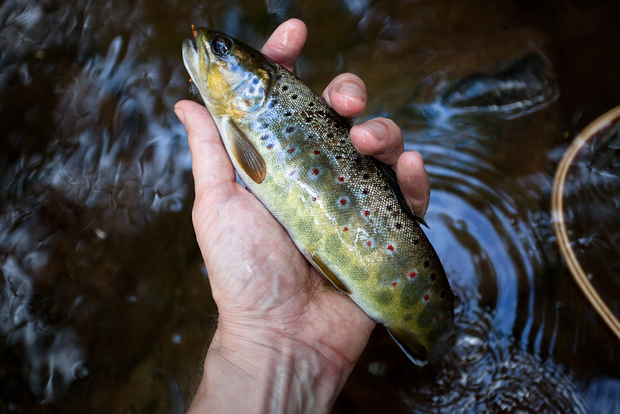 Fat from gorging on tasty cicadas. Brown Trout Eating Cicada