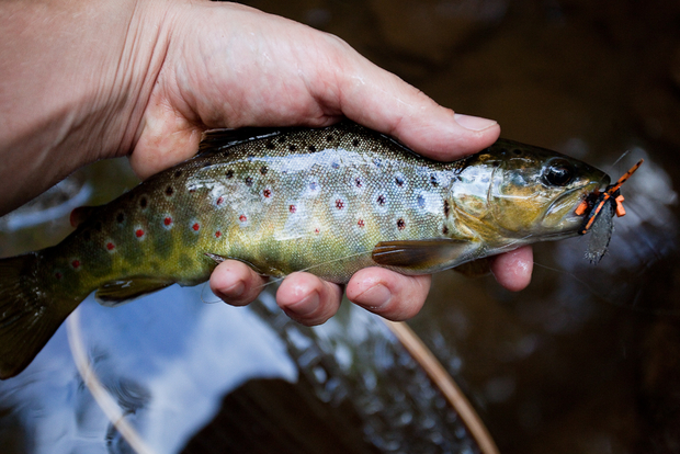 Brown Trout Cicada Fly Brown Trout Cicada Fly