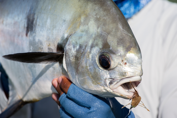 One of the shots from our recent photo collection, Permit: Your New Obsession (photo: Chad Shmukler). Fly Fishing for Permit (photo: Chad Shmukler).