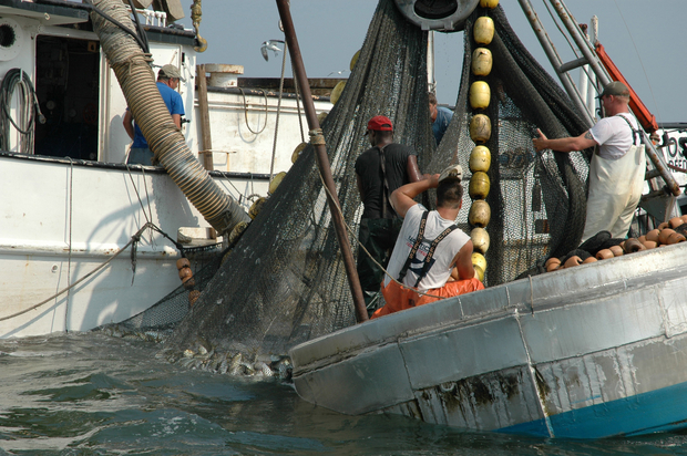 Fishermen use a vacuum to transfer menhaden fish from a purse seine net to their vessel. (photo: John Surrick-Chesapeake Bay Foundation/Marine Photobank) menhaden / bunker fishing