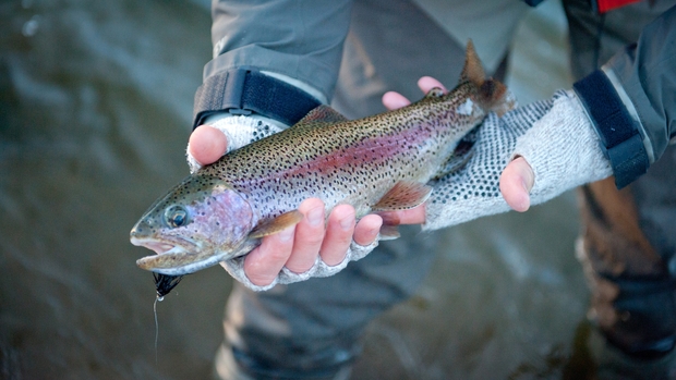 A wintertime rainbow from the Henry's Fork. Henry's Fork Winter Rainbow