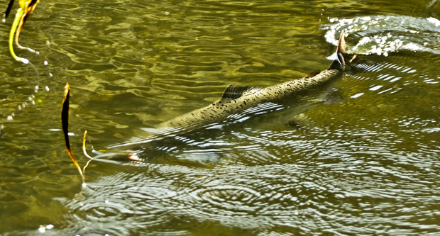 A Klamath River salmon. A Klamath River salmon.