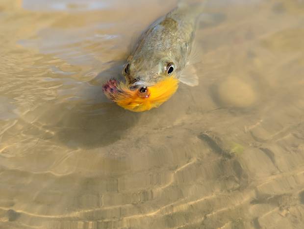 Photo: Chris Hunt fly fishing houston and southeast texas
