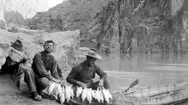 Stringer of humpback chubs caught in 1909 (photo: National Park Service). Stringer of humpback chubs caught in 1909