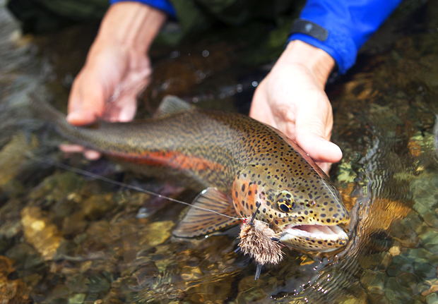 It never gets old. Rainbow eats mouse. Rainbow Trout Eats Mouse