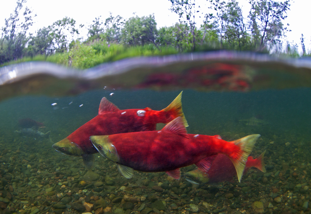 Eat half of them, and they'll keep coming back in the same numbers. Bristol Bay Sockeye Salmon