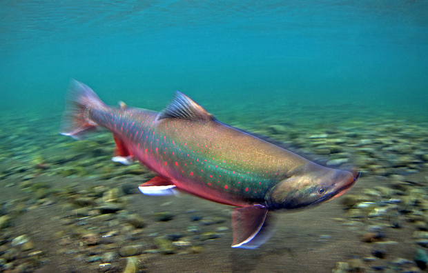 A colored up Bristol Bay dolly varden. Dolly Varden