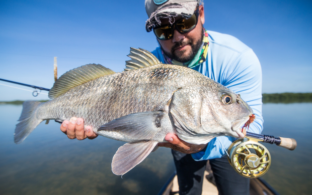 The prom queen (photo: Dan Decibel). Everglades Black Drum