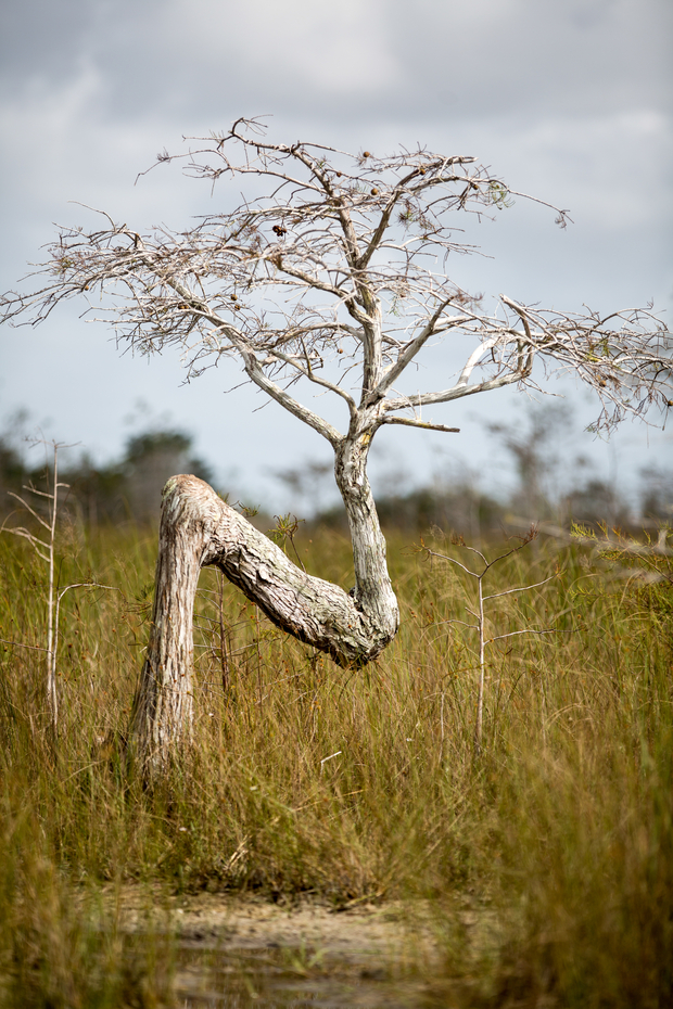 Photo: Dan Decibel. Everglades National Park