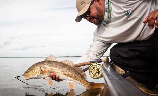 A golden hued Everglades red (photo: Dan Decibel). Everglades Redfish