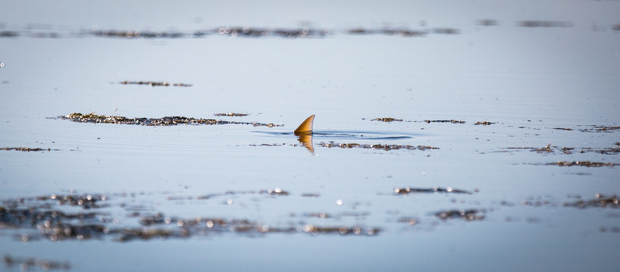 A glades redfish tails in the shallows (photo: Dan Decibel). Everglades Redfish Tail