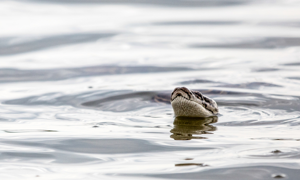 Python (photo: Dan Decibel). Everglades Python