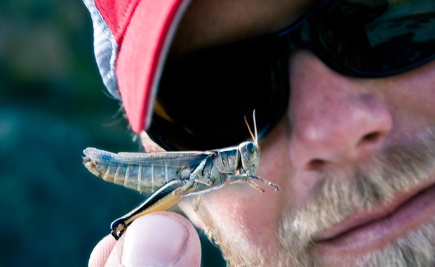 Hopper fishing is possibly the most exciting of all terrestrial fishing (photo: Louis Cahill). Grasshopper Fly Fishing